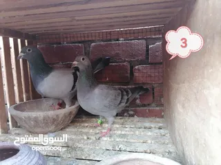  2 حمام زاجل للبيع