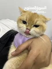  12 قطتان جميلتان تبحثان عن بيت دافئ  Two lovely cats looking for a loving home