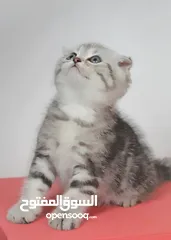  9 سكوتش بيور 100%