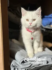  1 قطه  بيضاء ألون أنثى صغيرة لطيفه جداً