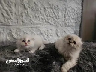  9 قطط صغيرة للبيع