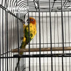  2 ببغاء صن كنيور  Sun Knior Parrot