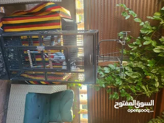 4 ببغاء كاسكو أليف متكلم بطلاقة