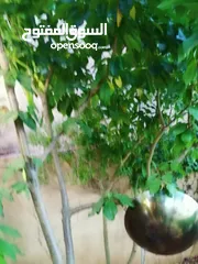  17 شقه للبيع مساحة 330م 150م داخلي و180 خارجي.