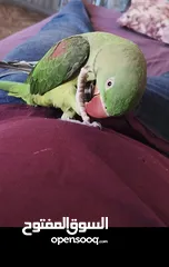  3 ببغاء كساندرا متكلم لعووب  ذكر بدايه طوق حبه بتسبح للي خلقها صحه ونضافه حجم دبل دبل دبل جامبو