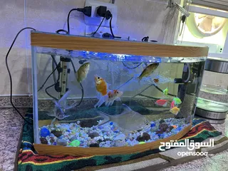  3 حوض سمك حجم كبير للبيع