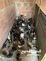  6 دجاج  فيومي وعربي وجيان