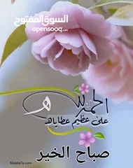  1 حبش للبيع مع فراخ