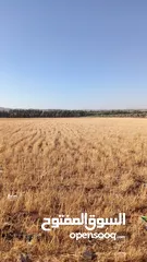  1 أربعين دونم شعير للبيع