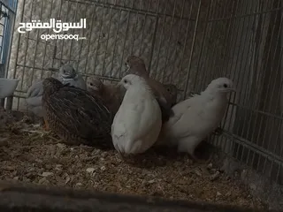  2 اجواز جواز الملكي منتجات