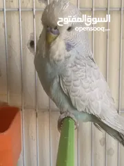  6 فراخ  كوكتيل و روز وحب إنجليزي