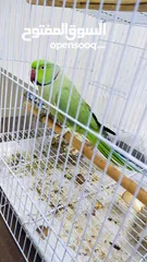  2 real green parrot with black and red line on his neck for sale