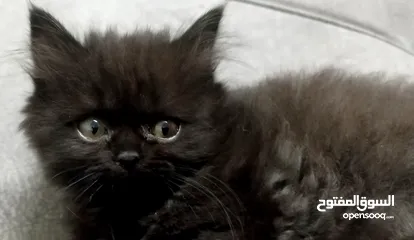  4 قـطـط هــمـالايـــا شـــوكـلـيــت مــكـــس شــــيـــــرازي لـــلـــبــــيـــع عـــمـــر 76 يـــــوم