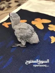  2 ‎فرخ كاسكو انتاج محلي - African gray parrots local breeding