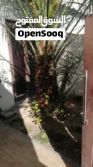  13 لتنظيف النخيل والواشنتونيا والاهتمام بالحدائق والثمار بكافه انواعها