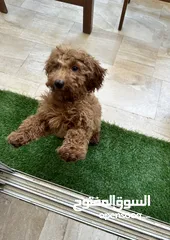  1 3 months old poodle