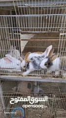  29 RABBITS FOR SALE