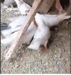  8 حمام لاحم فرنسي شغال  للبيع