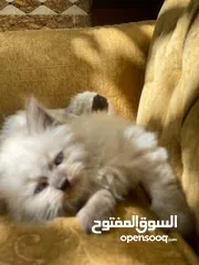  23 5 قطط مكس للبيع