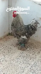  7 ديوك براهما بيور