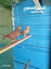  6 جوز مكاوي فراخ