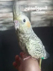  3 فحل كوكتيل أليف صلاة النبي