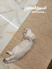  3 قط نوعيه سكوتش