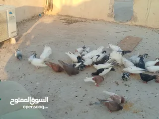  7 حمام للبيع في الزرقاء العالوك بجانب بقالة الصقر التواصل عبر الواتس اب