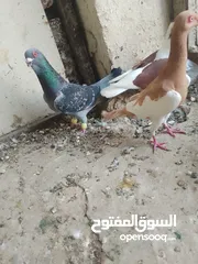  6 متاح جواز و حبات فلت موجودات طبربور سعرهن كويس