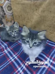  3 قطتان صغيرتان للتبني مجانا في صويلح