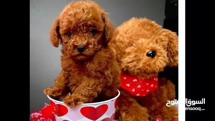  6 ADORABLE RED TOY POODLE PURE BREED HOME RAISED  HEALTHY PUPPIES