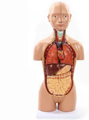  4 مجسمات تعليمية لأعضاء جسم الإنسان. توصيل لجميع المحافظات