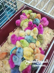  6 صوص ملون من إنتاج مزارع:  من قلب الطبيعة...