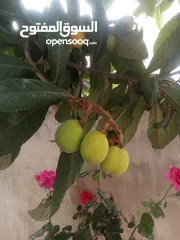  5 كافة الخدمات والأعمال الزراعية بأحدث الطرق العلمية