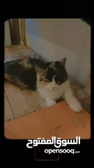  4 قطط للتبني مجانا - Free cats for adoption مجانا للتبني