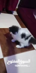  6 بنوته هارليكان بلاك + وايت بنوته ڤان بلو  بنوته كاليكو ڤان  بنوته كاليكو دايلوت  ولد كريم وايت