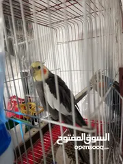  1 جوز ببغاء كوكتيل