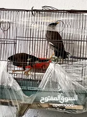  11 جوز طائر المينا اقرأ الوصف