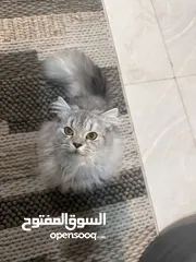  3 Healthy persian cat 6 months old