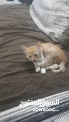  9 بيع قطط شيرازي