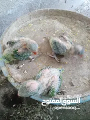  3 فرخ دره إنتاج محلي