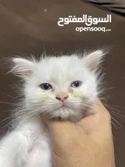  3 Persian cat
