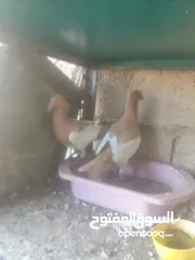  4 جوزين يهودي جوز اصفر وجوز احمر على صفره