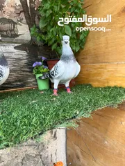  4 متاح جواز البيع