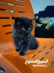  2 اربع قطط شانشيلا عمر شهرين