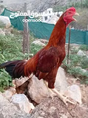  8 دجاج بقستانيات