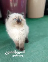  5 كتن  هملايا شوكلت بيور عمر شهرين ذكر وانثى