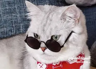 6 نظارات قطه او كلب بيبي شمسيه او قراءه تناسب جميع الانواع قطة  سكوتش انغوارا  شيرازي و لكل الاعمار لا