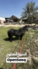  6 For Sale: Black Shetland Pony