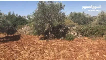 4 أرض للبيع جميلة ومليئة بأشجار الزيتون